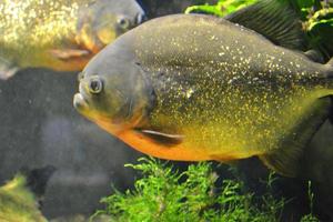 piranha vis - pygocentrus piraya foto