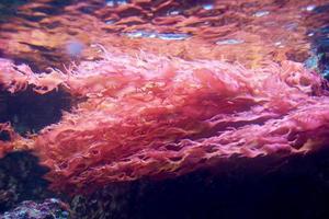 rood koraal in marinier aquarium foto