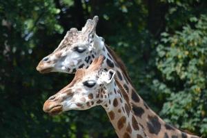 twee giraffen - hoofden, detailopname foto