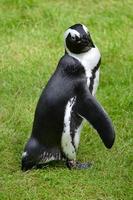jong zwart en wit pinguïn, gras foto