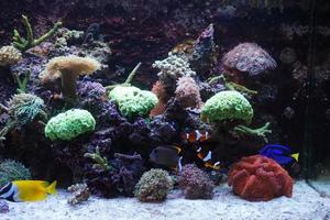 nijlpaard tang, vossenkop konijn en anemoon vis zwemmen in aquarium met koraal rif foto