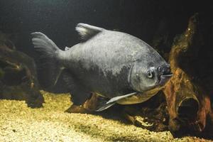 grijs piranha - serrasalmidae vis zwemmen foto