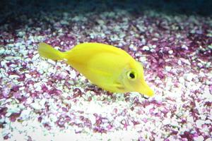 geel geurtje vis zwemmen in aquarium foto