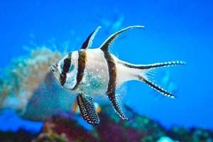 banggai kardinaal vis zwemmen onderwater- foto