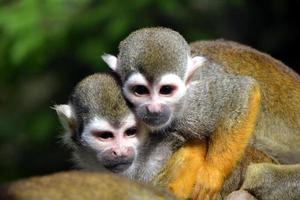 twee kapucijner apen foto