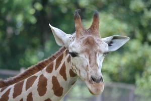 giraffe - hoofd, detailopname foto
