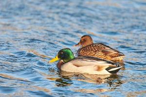 kudde wilde eenden drijvend in het water foto