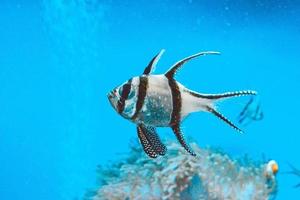 banggai kardinaal vis zwemmen onderwater, koraal rif in achtergrond foto