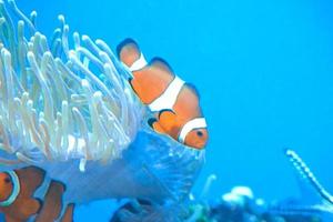wit en oranje anemoon clown vis, koraal rif foto