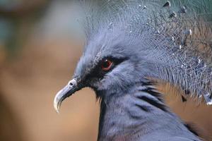 kraan vogel met kam foto