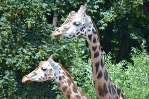 twee giraffen - hoofden, detailopname foto