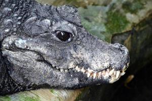 krokodil - detailopname Aan hoofd foto
