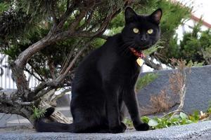 zwart kat met rood halsband foto