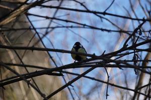 Super goed tit vogel zittend Aan een boom foto