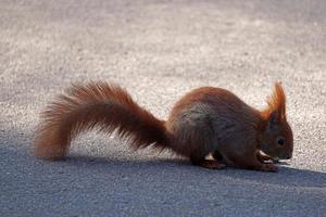 eekhoorn aan het eten een noot - buitenshuis fotograaf foto