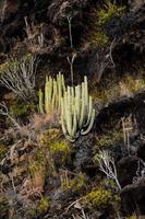 woestijn visie met cactus foto