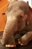 Indisch olifant in de circus detailopname. foto