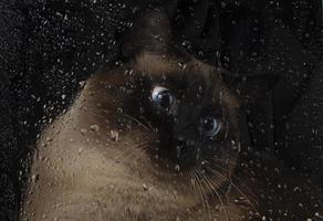 een mooi Siamees blauwe ogen kat looks Bij druppels van water vloeiende van de glas. foto