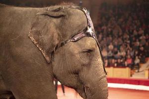 een deel van de uiteinde van een loop van een circus olifant tegen de achtergrond van wazig toeschouwers. dieren in de circus. foto