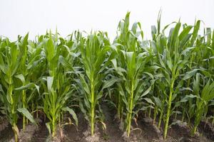 groen maïs veld- in groei Bij agrarisch veld, landbouw concept foto