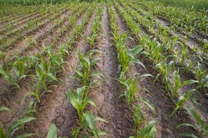 groen maïs veld- in groei Bij agrarisch veld, landbouw concept foto