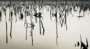 vernietigd mangrove Woud landschap, vernietigd mangrove Woud is een ecosysteem dat heeft geweest ernstig gedegradeerd of geëlimineerd zo naar verstedelijking, en vervuiling. helpen nemen zorg van de mangrove Woud. foto