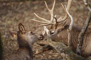 portret van altai wapiti foto