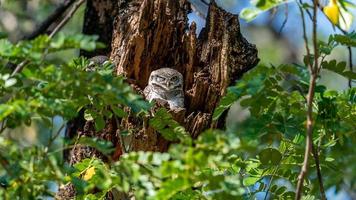 gevlekte owlet in de hol van de boom foto