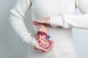 vrouw Holding anatomisch menselijk nier bijnier klier model. ziekte van urine- systeem en stenen, kanker, wereld nier dag, chronisch nier en orgaan schenker dag concept foto