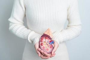 vrouw Holding anatomisch menselijk nier bijnier klier model. ziekte van urine- systeem en stenen, kanker, wereld nier dag, chronisch nier en orgaan schenker dag concept foto