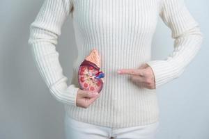 vrouw Holding anatomisch menselijk nier bijnier klier model. ziekte van urine- systeem en stenen, kanker, wereld nier dag, chronisch nier en orgaan schenker dag concept foto