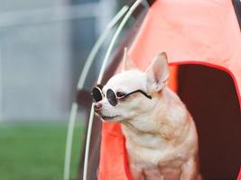 bruin kort haar- chihuahua hond vervelend zonnebril zittend binnen oranje camping tent Aan groen gras, buitenshuis, op zoek weg. huisdier reizen concept. foto