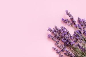 lavendel bloemen Aan roze achtergrond top visie. kopiëren ruimte foto