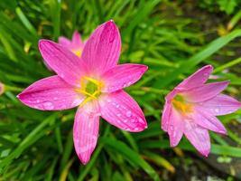 de roze regen lelie is een soorten van fabriek van de geslacht zephyranthes of regen lelie inheems naar Peru en Colombia. foto