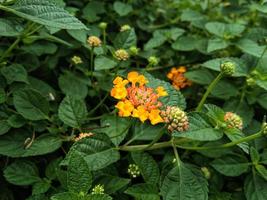 dichtbij omhoog van kip uitwerpselen of lantana urticoïden bloemen, de binnenste kroon is harig, wit, roze, oranje, geel, en veel andere kleuren foto