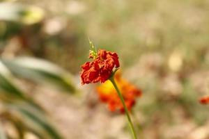 helder gekleurde bloeiend planten in buitenshuis tuin in karachi Pakistan 2022 foto