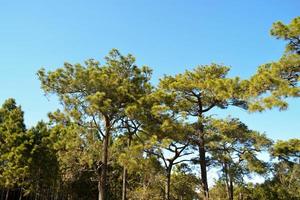 allemaal pijnboom boom en blauw lucht in de Woud. foto