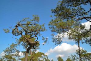 phu kradueng nationaal park, loei provincie, Thailand. pijnboom boom en blauw lucht. foto