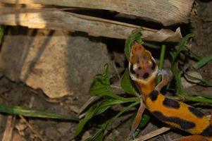 luipaard gekko spelen in de tuin. oranje luipaard gekko. gedomesticeerd reptiel. foto