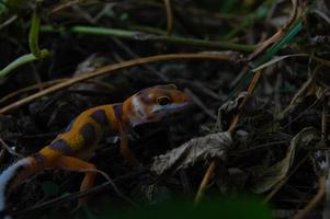 luipaard gekko spelen in de tuin. oranje luipaard gekko. gedomesticeerd reptiel. foto