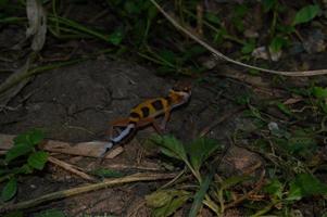 luipaard gekko spelen in de tuin. oranje luipaard gekko. gedomesticeerd reptiel. foto