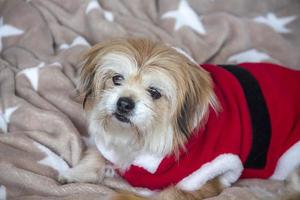 schattig rood hond aan het liegen Aan de bank. de hond is gekleed in de kerstman claus kleren. Kerstmis foto