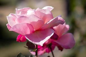 roze roos bloem in de tuin foto