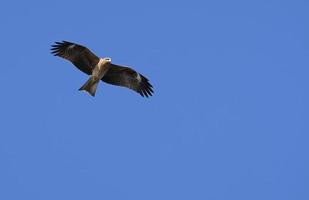 zwart vlieger - milvus migranten - in Japan tegen de blauw lucht foto