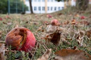 gedaald verrot appel in de gras. bodem visie. foto