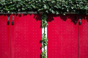 rood poorten verstrengeld met beklimming groen struiken Aan een zonnig zomer dag beschermen de Ingang naar de privaat Oppervlakte. kopiëren ruimte. foto