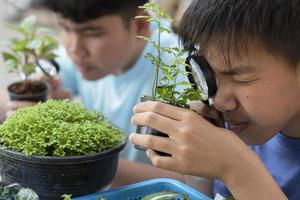 groep van jong Aziatisch jongen houdt vergroten glas en ingemaakt planten en op zoek door de lens naar studie fabriek soorten en Doen project werk, buitenshuis klas aan het leren concept, zacht en selectief focus. foto