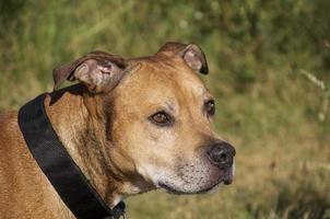 Amerikaanse pitbull terriër foto