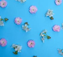 blauw achtergrond met bloeiend wit en roze bloemen foto