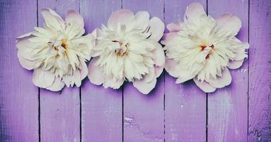 drie bloeiend bloemknoppen van een wit pioen foto